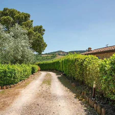 Olive Harmony Volterra