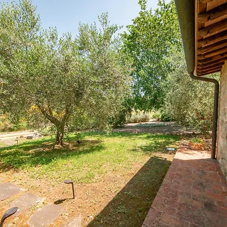 Olive Harmony * Volterra