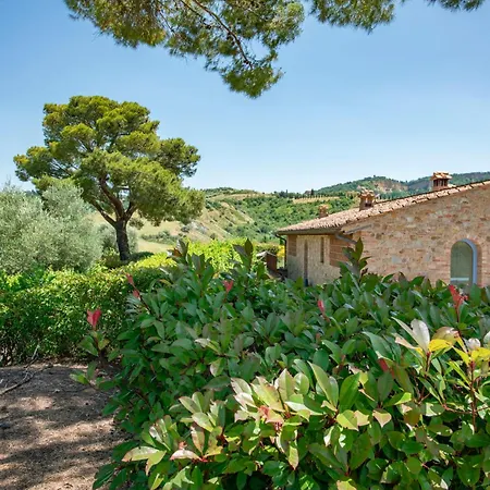 Olive Harmony Volterra